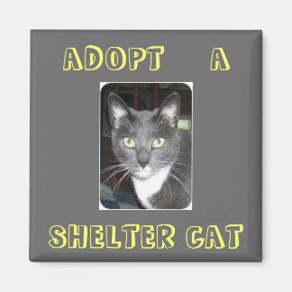 Adopter Un Aimant De Chat