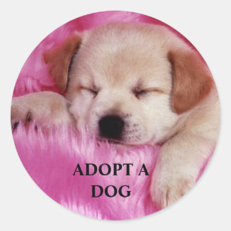 Adopter un autocollant pour chien