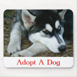 Adopter un chien tapis de souris Husky sibérien