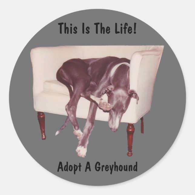Adopter Un Greyhound C'Est Le Sticker De Vie (Devant)