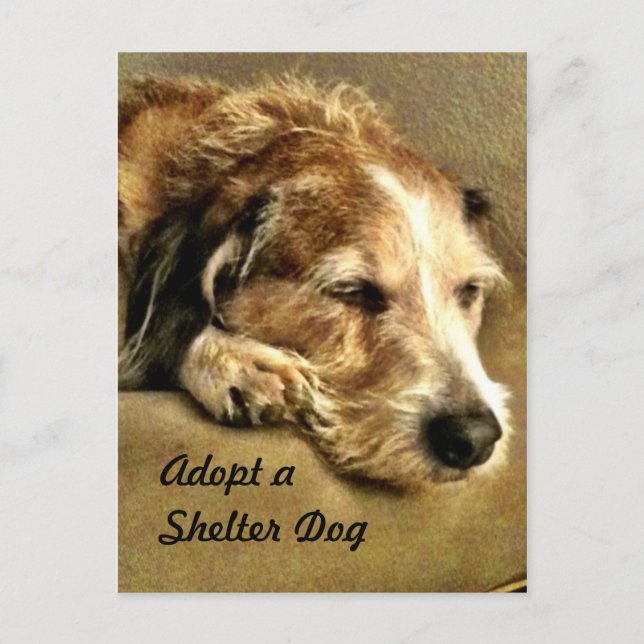 Adopter une carte postale de chien (Devant)