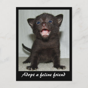 Adopter une carte postale Feline Friend