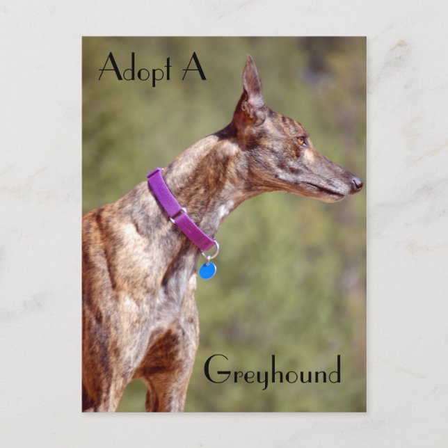 Adopter Une Carte Postale Greyhound (Devant)