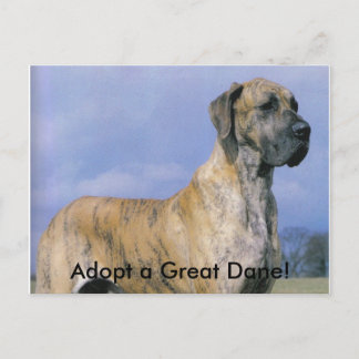 Adoptez une carte postale Great Dane!