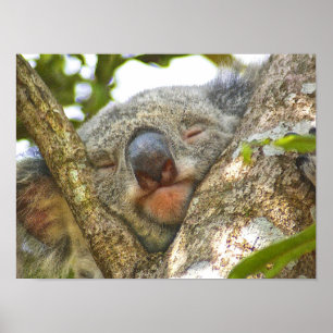 Adorable affiche de l'ours Koala