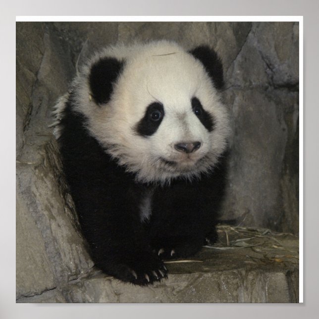 Adorable affiche de panda. (Devant)