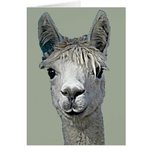 Adorable Alpaca