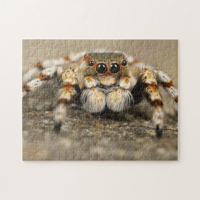 Adorable Arachnid Jumping Spider Photo Puzzle (Horizontal)