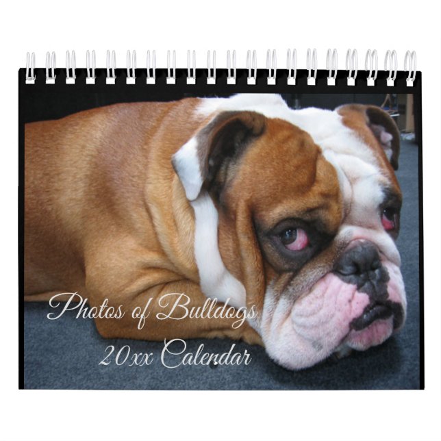 Adorable Baby & Adult English Bulldogs Calendrier (Protection)
