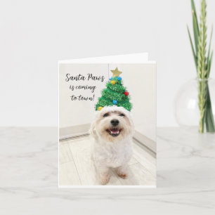 Adorable Bichon Maltese carte de Noël Père Noël Pa