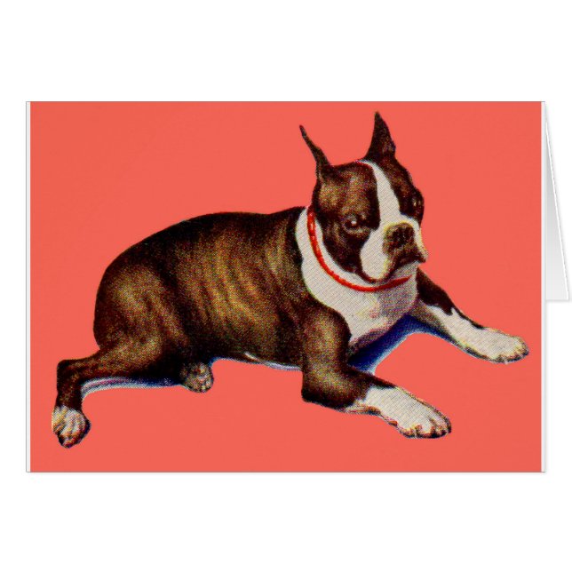 adorable Boston terrier (Devant horizontal)
