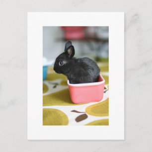 adorable carte postale lapin