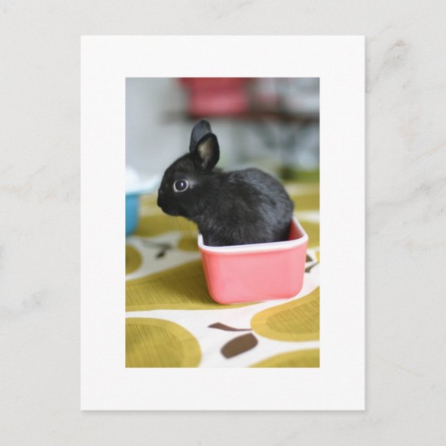 adorable carte postale lapin (Devant)