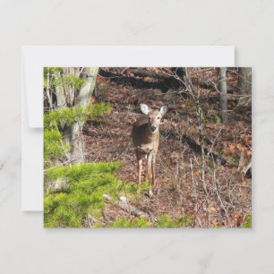 Adorable Cerf dans les Bois Photographie de la nat