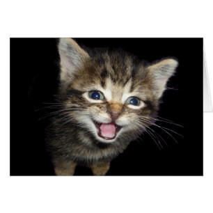 Adorable Chat de chaton de chaton de chaton