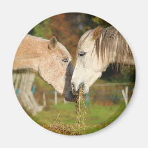 Adorable Chevaux De Cuisine Mangeant Aimant De Poi