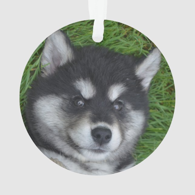 Adorable Chien à chiots (dos)