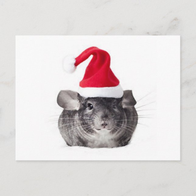 Adorable Chinchilla Père Noël Modèle (Devant)