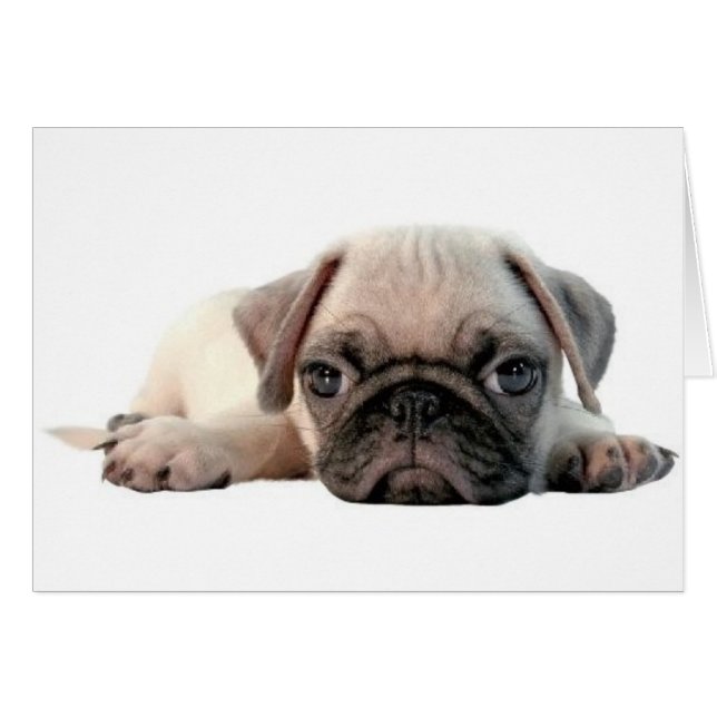 adorable chiot en carlin (Devant horizontal)