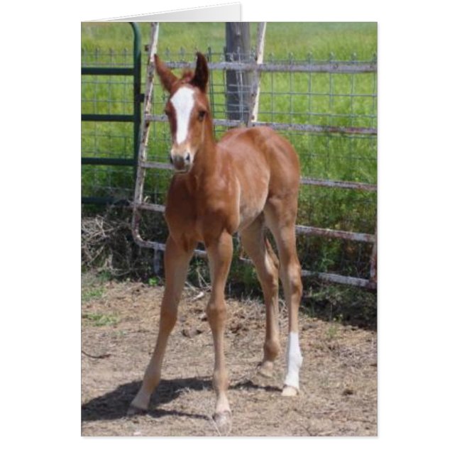 Adorable Filly (Devant)