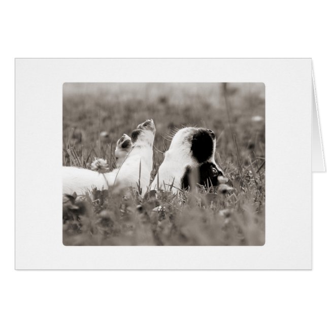 Adorable Jack Russell Puppy Carte blanche (Devant Horizontal)