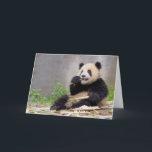 Adorable Panda Nibbling Bamboo carte de voeux<br><div class="desc">J'ai trouvé ce merveilleux panda qui prenait son déjeuner en voyageant à travers la Chine. Il est le messager parfait pour les notes aux amoureux des animaux de votre vie! Videz à l'intérieur pour votre message unique.</div>
