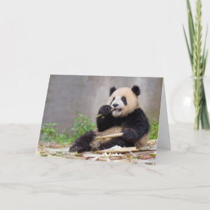 Adorable Panda Nibbling Bamboo carte de voeux