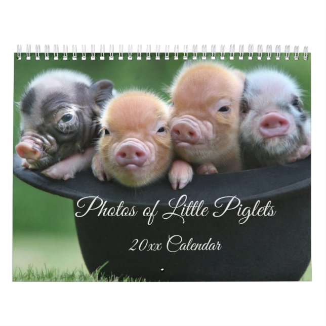 Adorable Petits Piglets dans un calendrier Casquet (Protection)