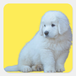 Adorable Polonais Tatra Sheepdog Puppy Sticker