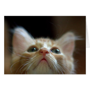 Adorable Tabby orange Kitten