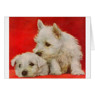 adorables chiots blancs en terrier