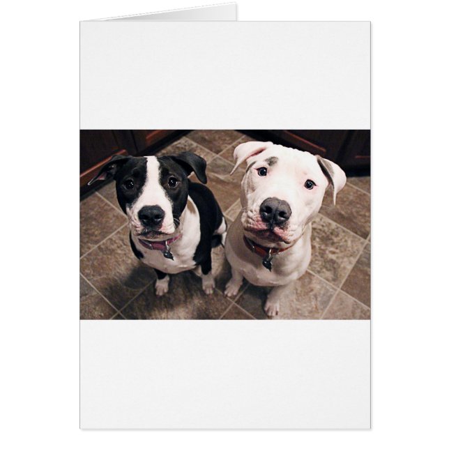 adorables chiots pitbull chiens (Devant)