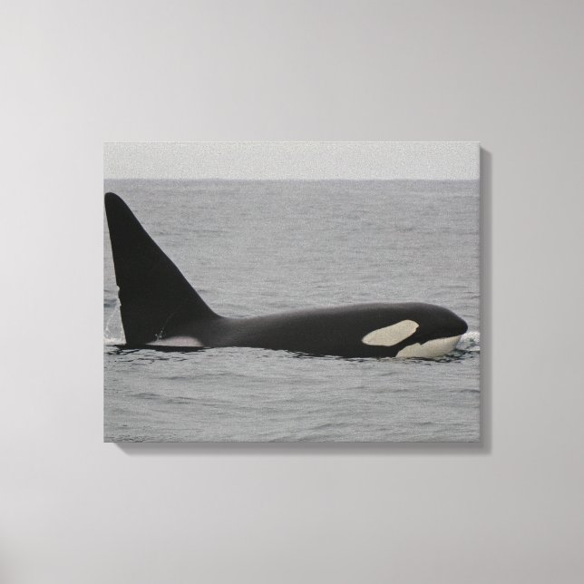 Adulte Male Orca Monterey Bay Toile Emballée Impri (Recto)