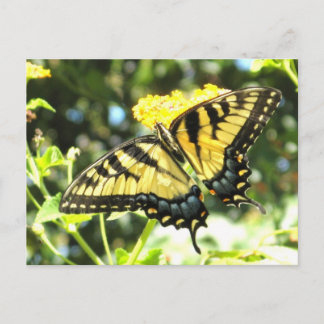 AE- Cartes postales papillon
