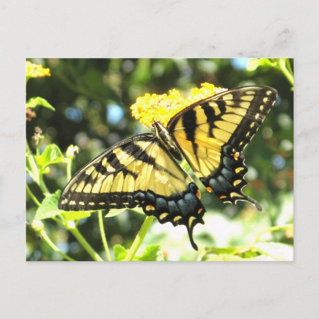 AE- Cartes postales papillon (Devant)
