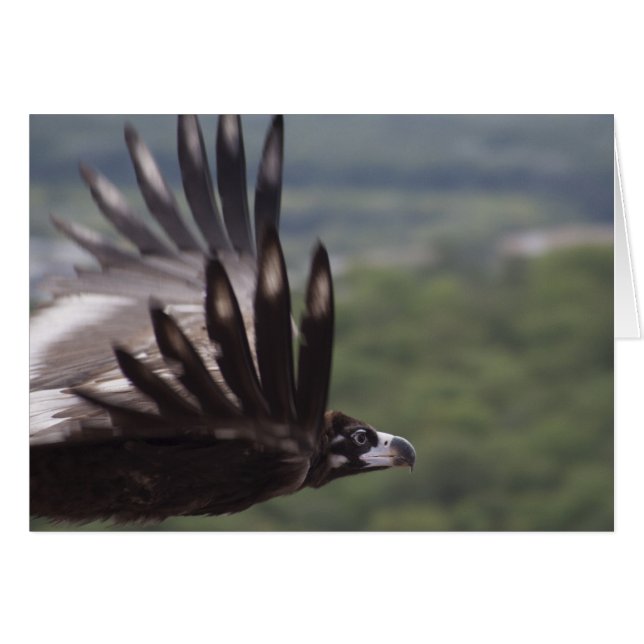 Aegypius monachus (Devant horizontal)