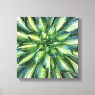 Aeonium 'Starburst' impression de toile