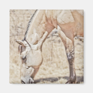 Affichage de quelques bandes ~ Magnet de cheval