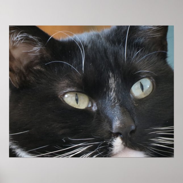 affiche (Devant)