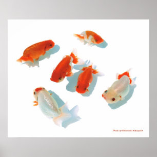 Affiche の Ranchuポ ♥ タ