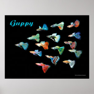 AFFICHE グ ッ ー