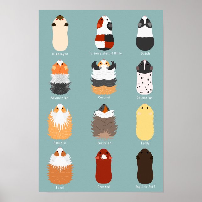 AFFICHE モ モ の 種 類 一 覧 (Devant)