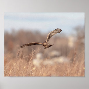 Affiche 10x8 Harrier nord