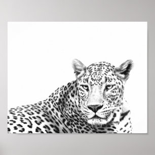 Affiche 10x8 moderne avance Jaguar noir et blanc