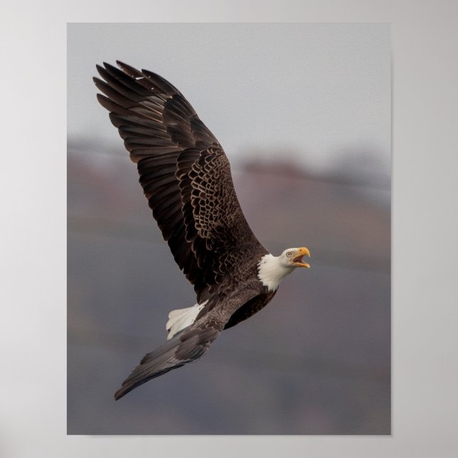 Affiche 11x14 Bald Eagle (Devant)