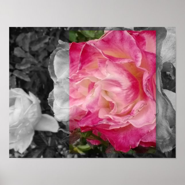 AFFICHE 11x14, fleur ROSE (Devant)