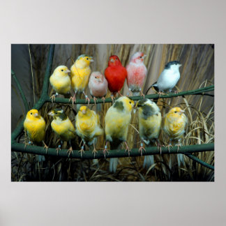 Affiche 12 Écorce de canaris (Sérus canaria