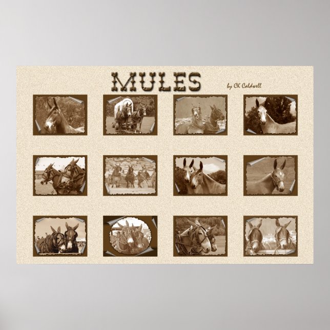 Affiche 12 Mules (Devant)