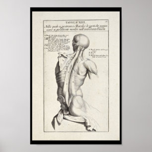 Affiche 1691 Anatomie artistique Muscles de dos Art Print