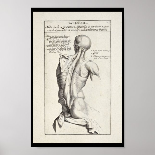 Affiche 1691 Anatomie artistique Muscles de dos Art Print (Devant)